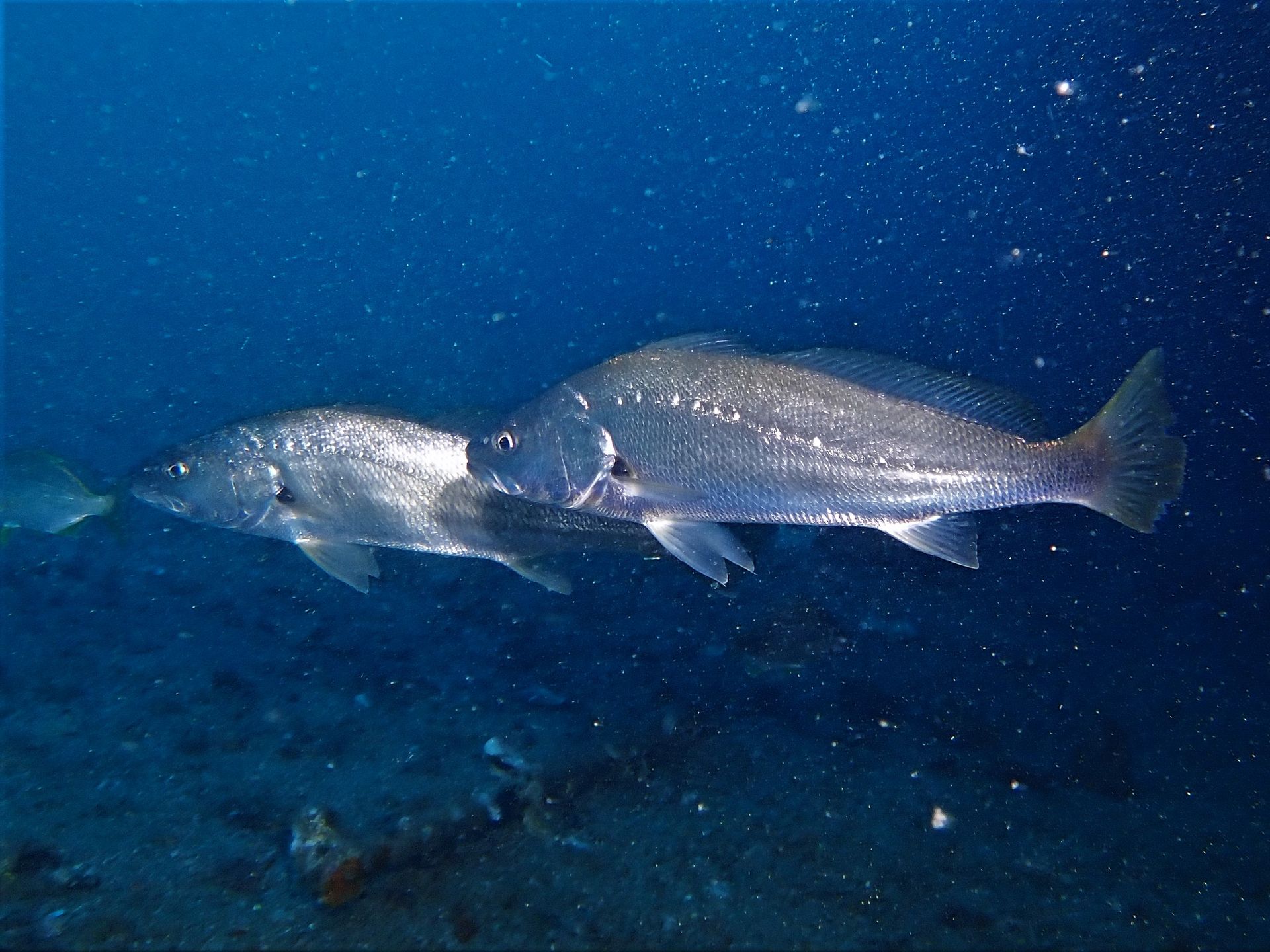 Two silvery coloured fish swim side by side in deep blue water.