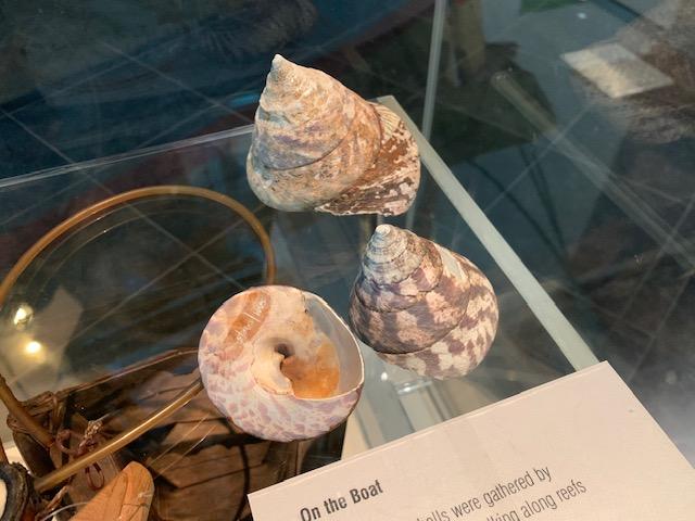 Three conical-shaped trochus shells in a clear showcase.