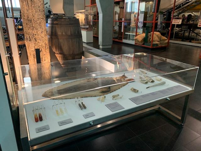 Alt text: a display case containing a seal skin, vials of different types of whale oil, as well as scrimshaw and other whale products. In the background is a large wooden barrel used for holding whale oil.