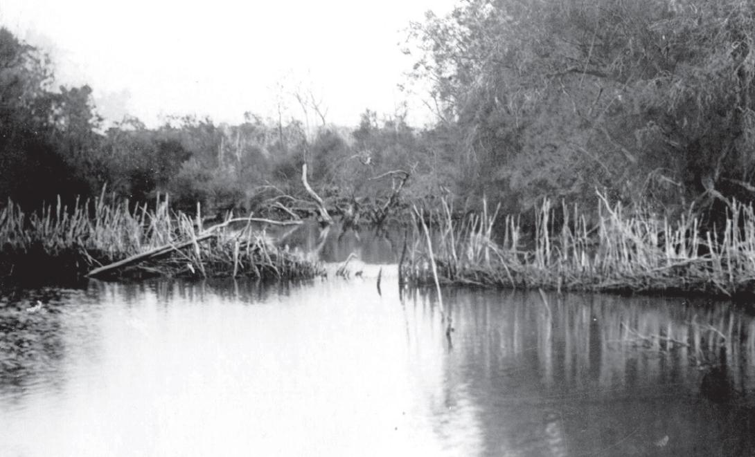 Tall sticks bunched tightly together form a long wall that appears to divide a body of water in two.