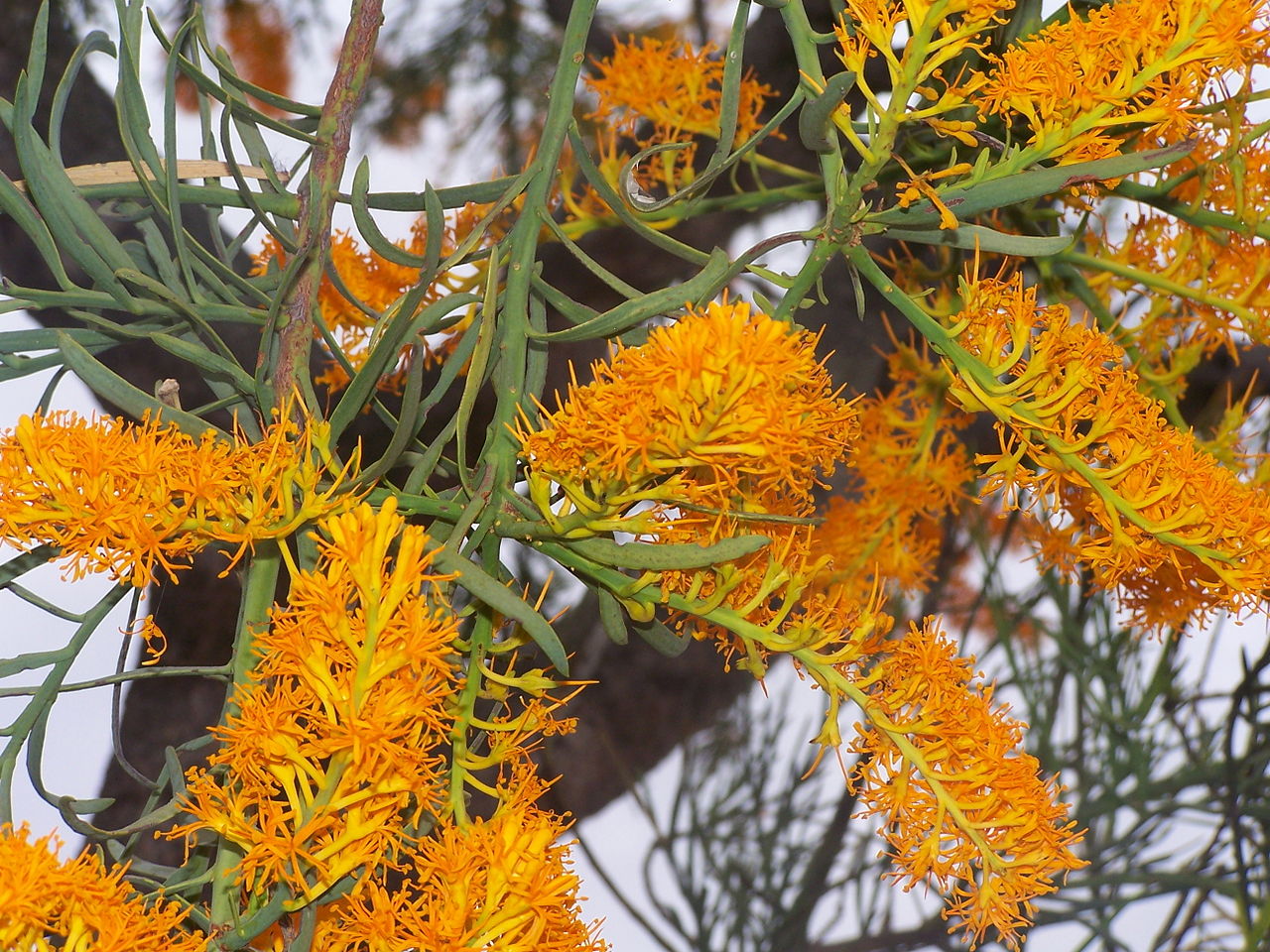 Bright orange flowers covering a tree branch.