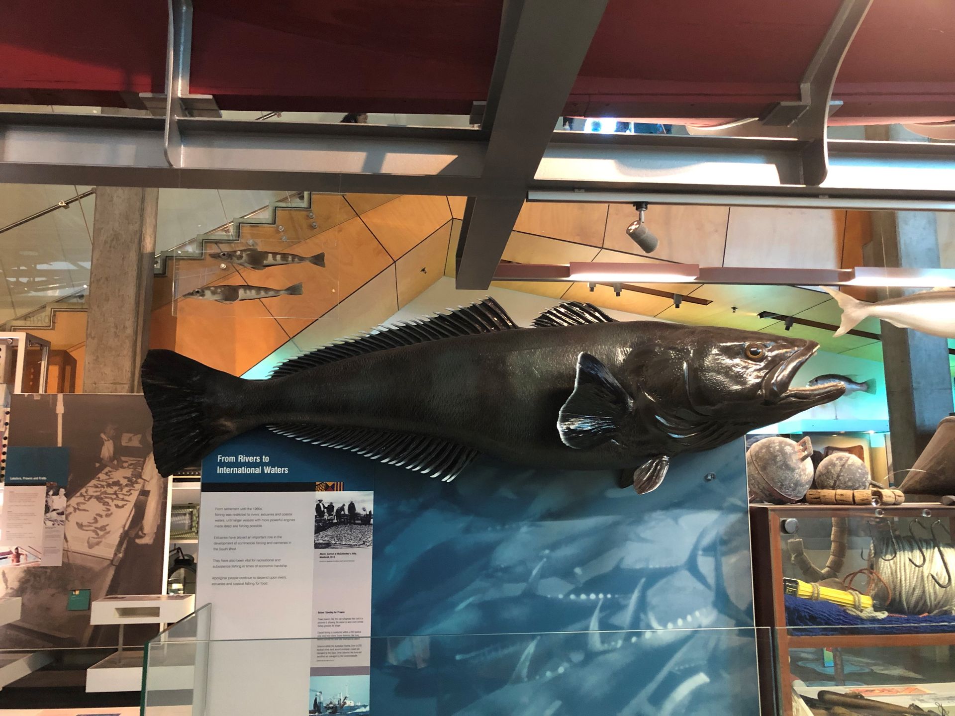 A large dark coloured fish on display.
