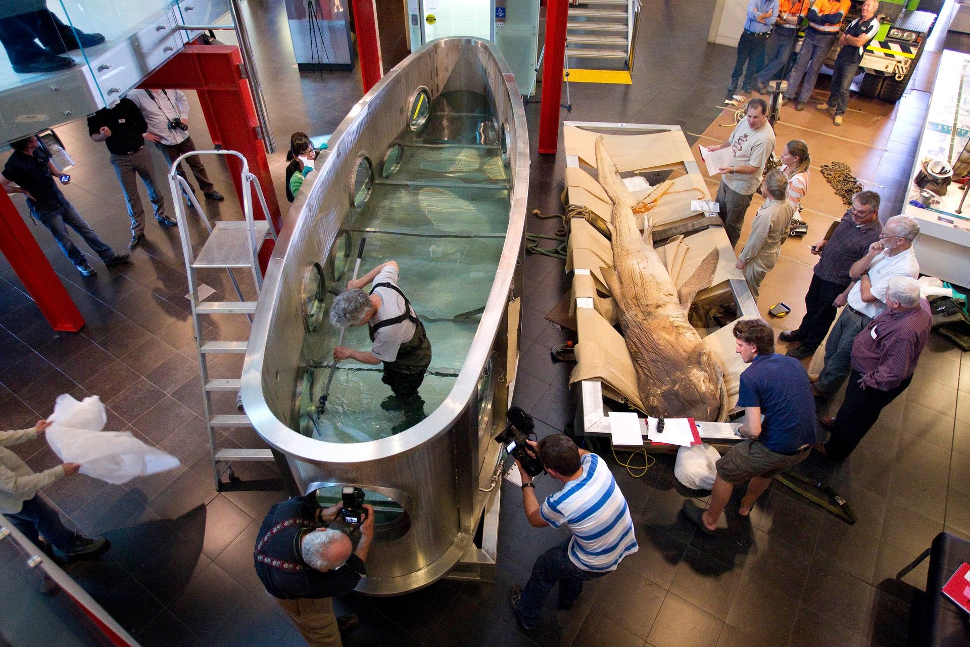 Viewed from above, a Museum worker in overalls works on the inside of Megamouth's tank on the floor of the Museum. Beside the tank, the shark rests on large straps of fabric, as if napping before making the move.