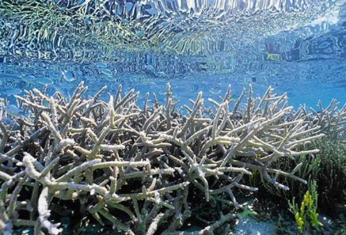 Many pale branches of coral reach up toward the surface in shallow water.