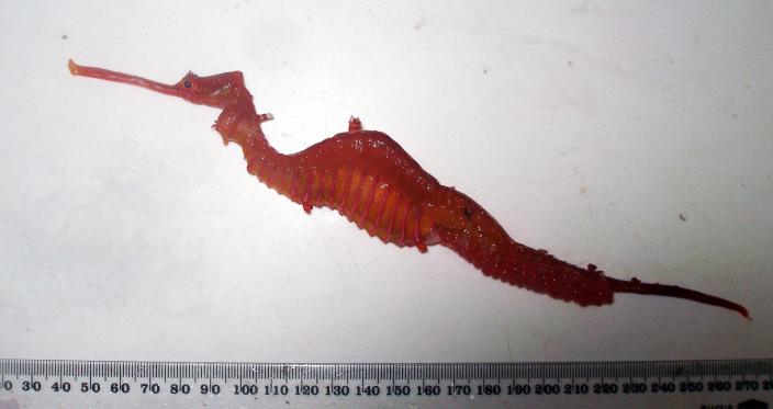 A red sea dragon laid out on a white surface for measurement, a ruler underneath.