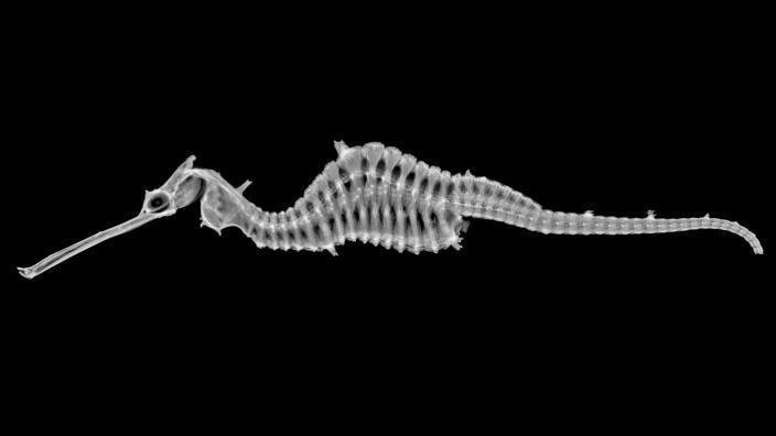 Seadragon X-ray