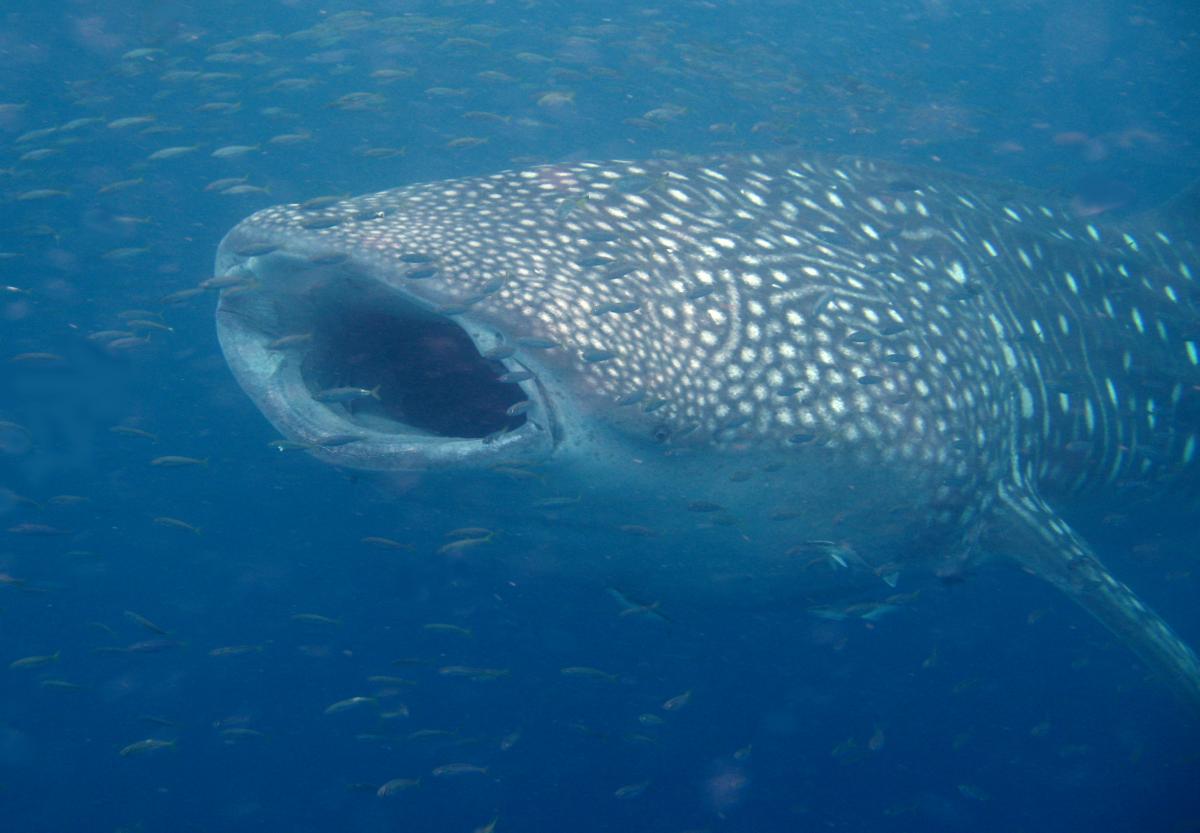 A whale shark swimming with its mouth open. Many smaller fish swim around it.