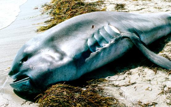 A large shark lying exposed on top of seaweed on a beach.