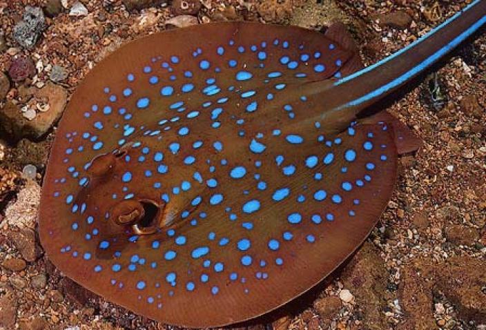 A brown sting ray with blue spots underwater on a rocky sea bed.