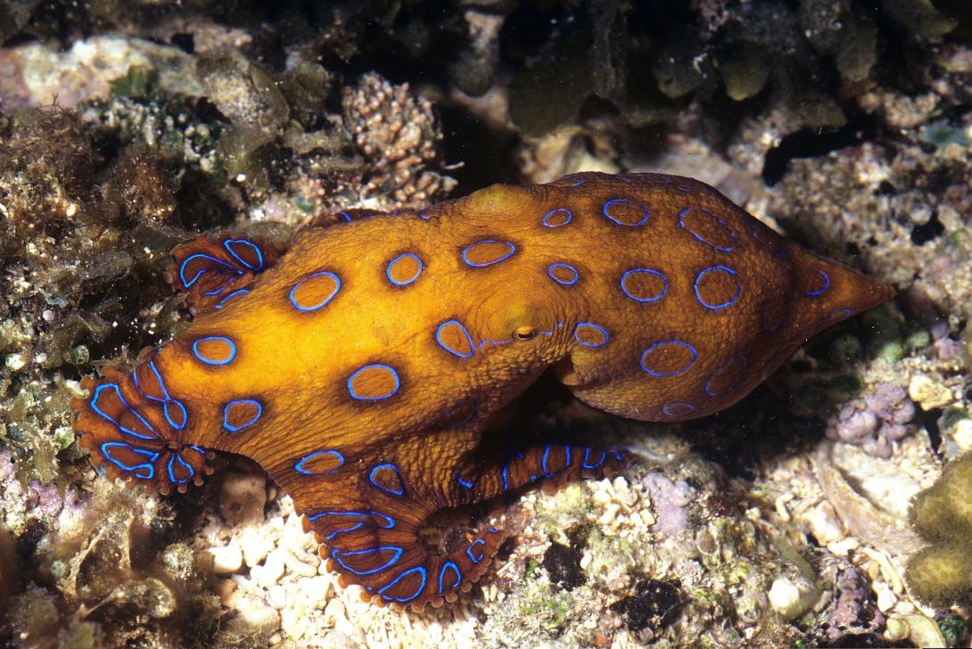 An octopus with yellow colour and blue rings crawling across rocks underwater.