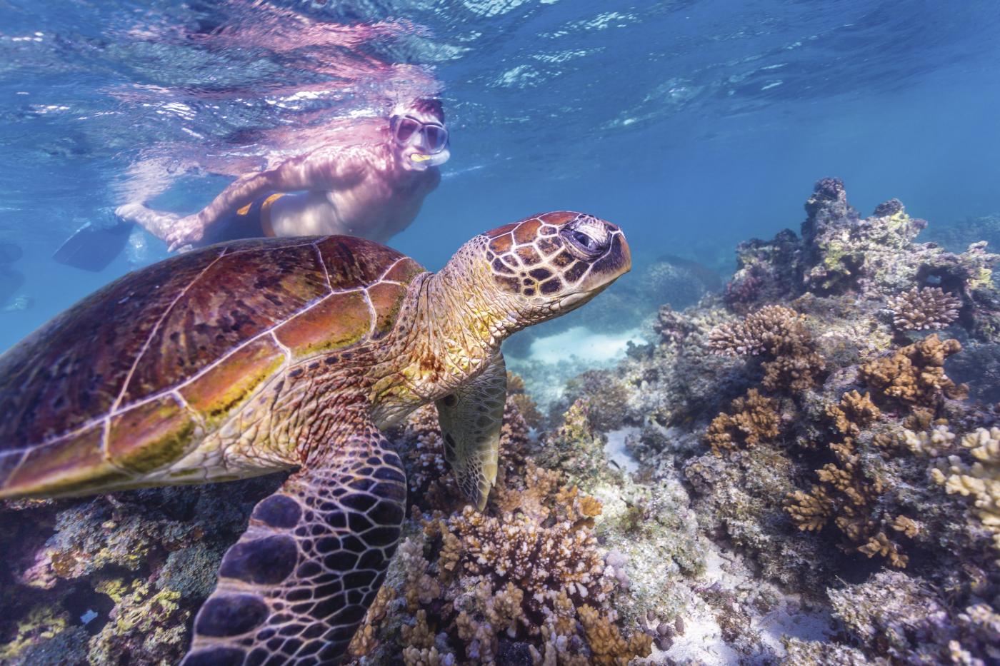 A brown turtle resting on rocks just under the water's surface.