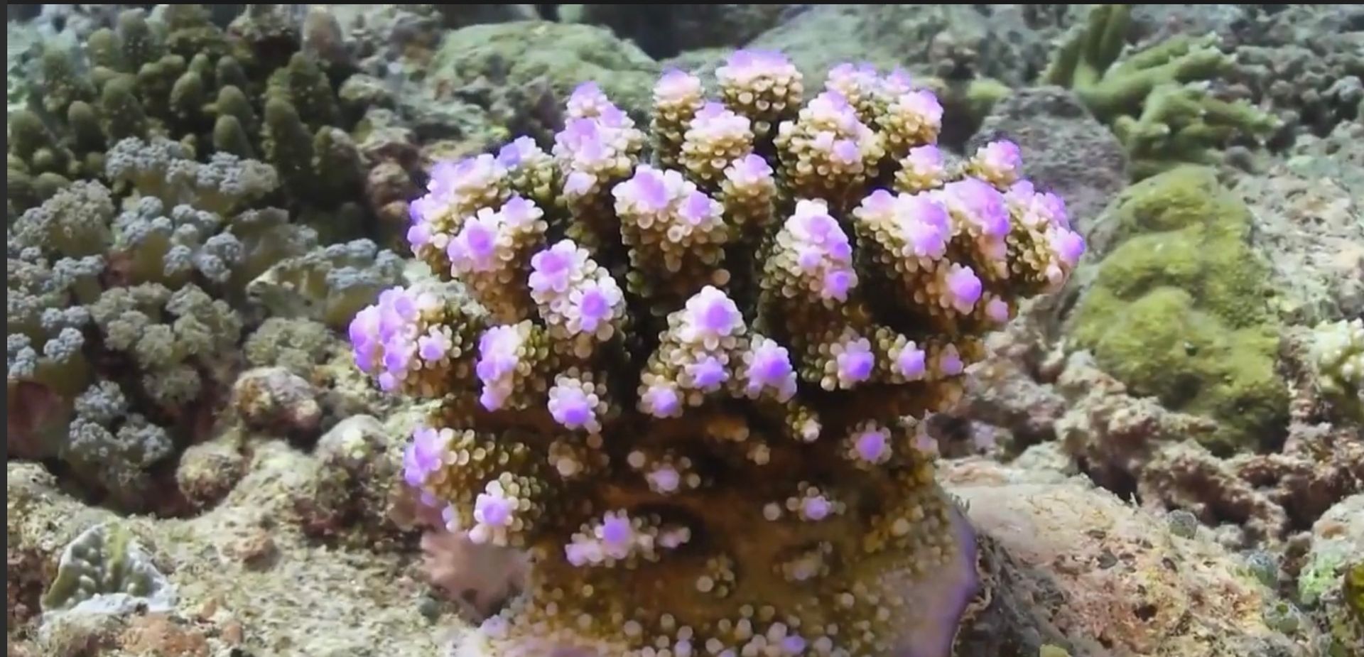 A small coral with very bright pink tips.