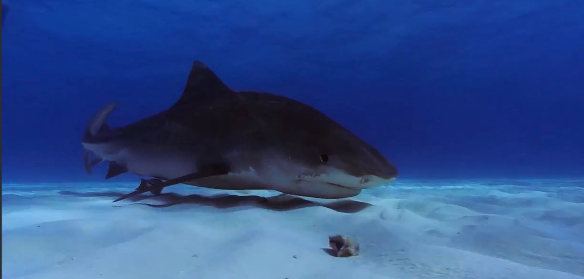 Its mouth closed, a dark shark with a white stomach just barely touches the sandy sea floor as it swims.
