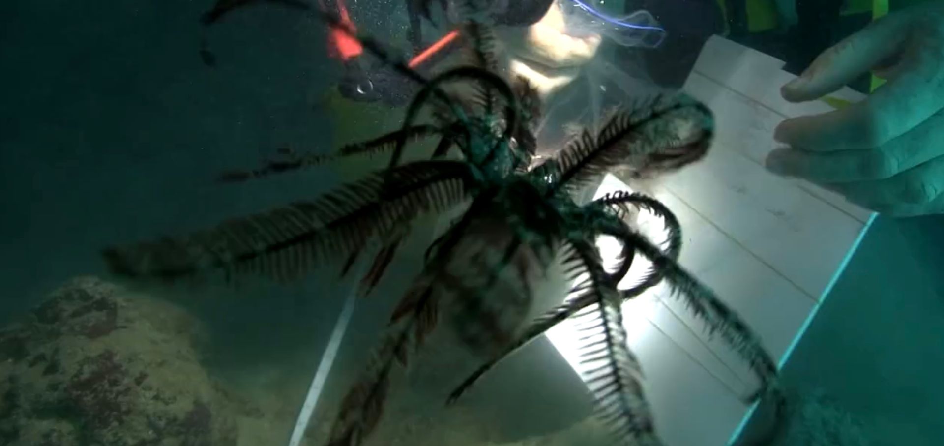 A strange creature that looks like a bundle of feathers makes a dark shadow in front of a Museum diver's hands.