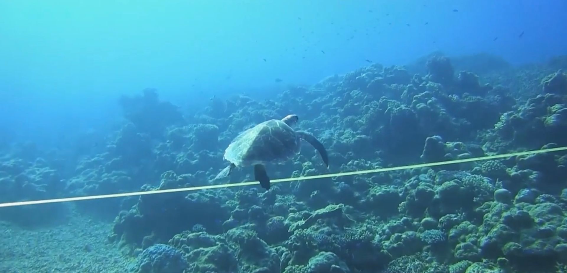 A yellow measuring tape extends across the width of the photo. Swimming just above it is a turtle. The sea bed is covered in coral.