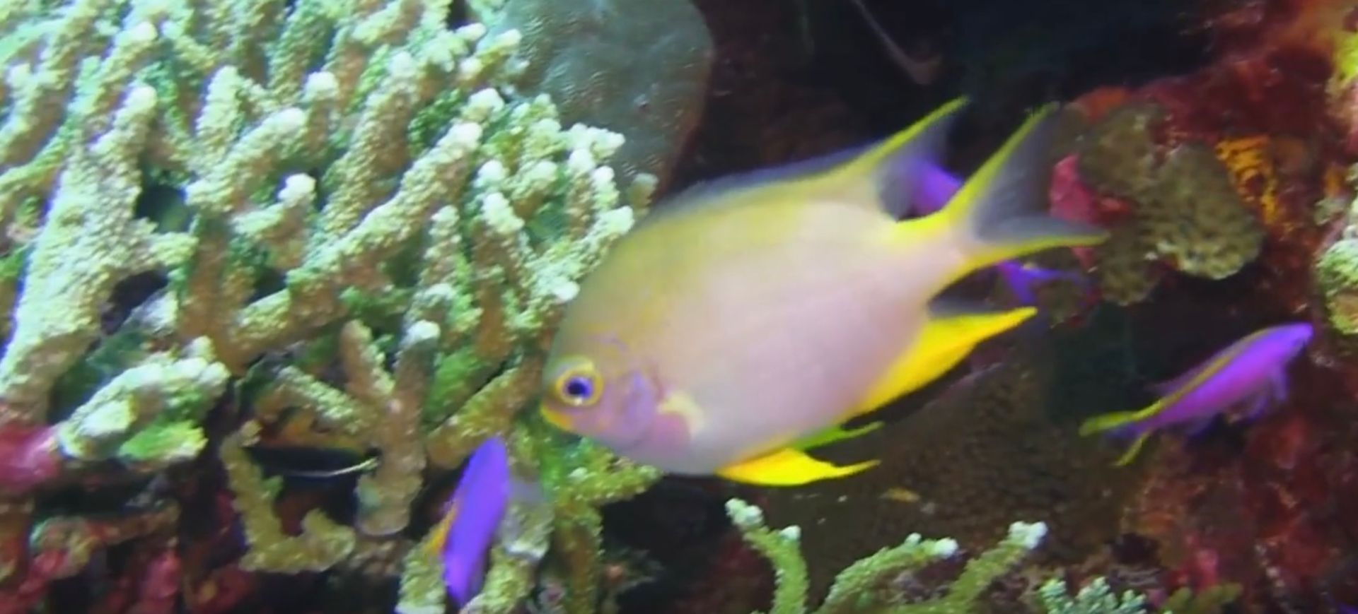 A very pretty, colourful fish swims above coral.