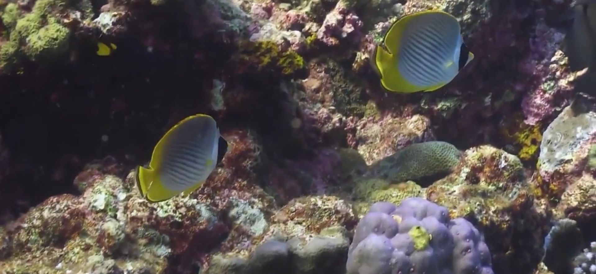 Two striped fish with yellow fins swim over coral. Their faces have large black patches.