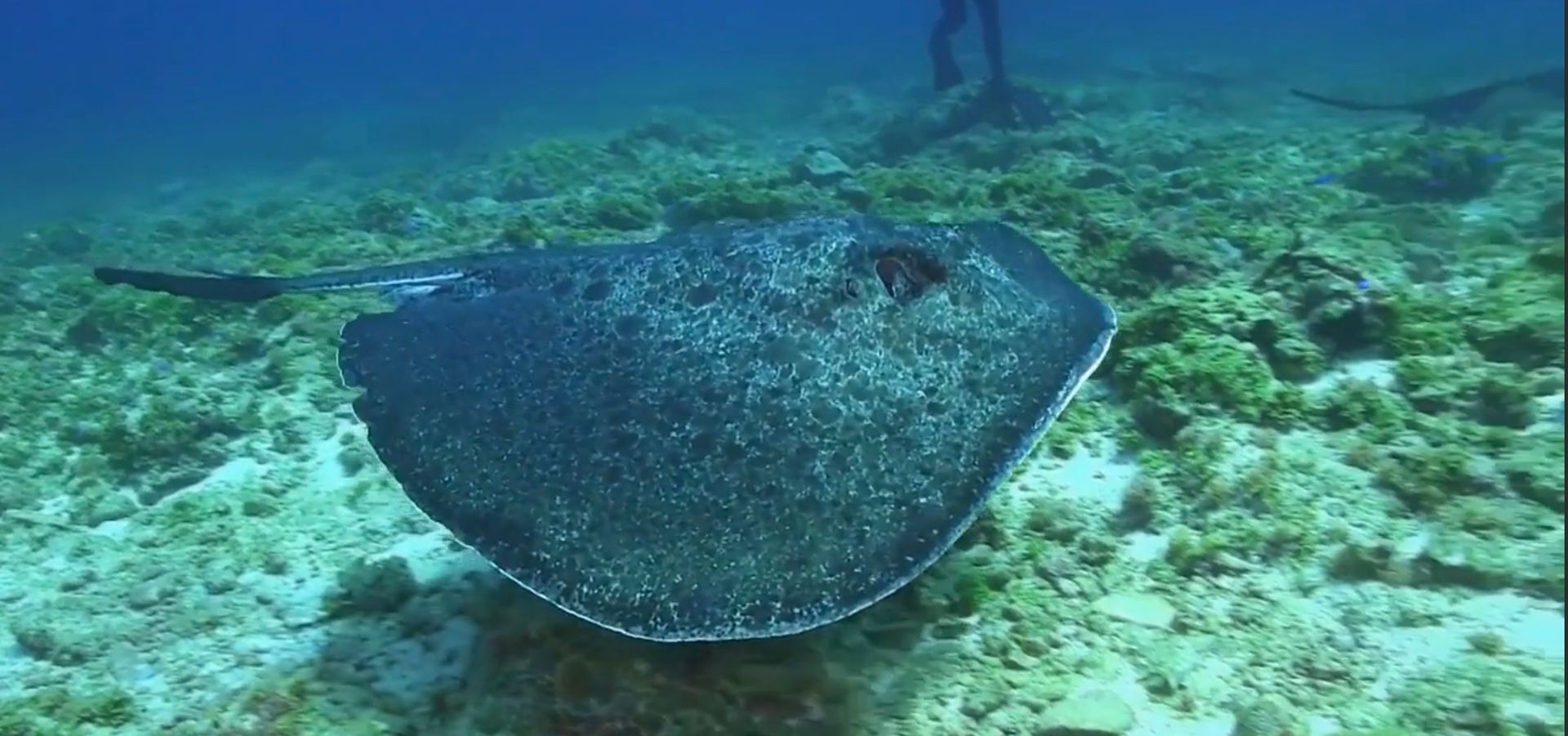 A large dark speckled sting ray swims above rocks. A diver's flippers are visible in the distance.