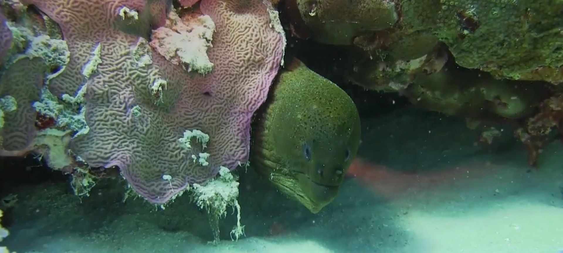 From behind a large pink coral the green head of an eel pokes around. It feels like it's looking straight at the camera.