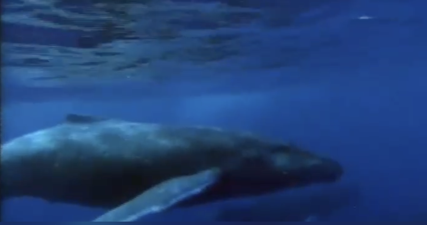 The long dark shape of a whale moves through deep blue water.