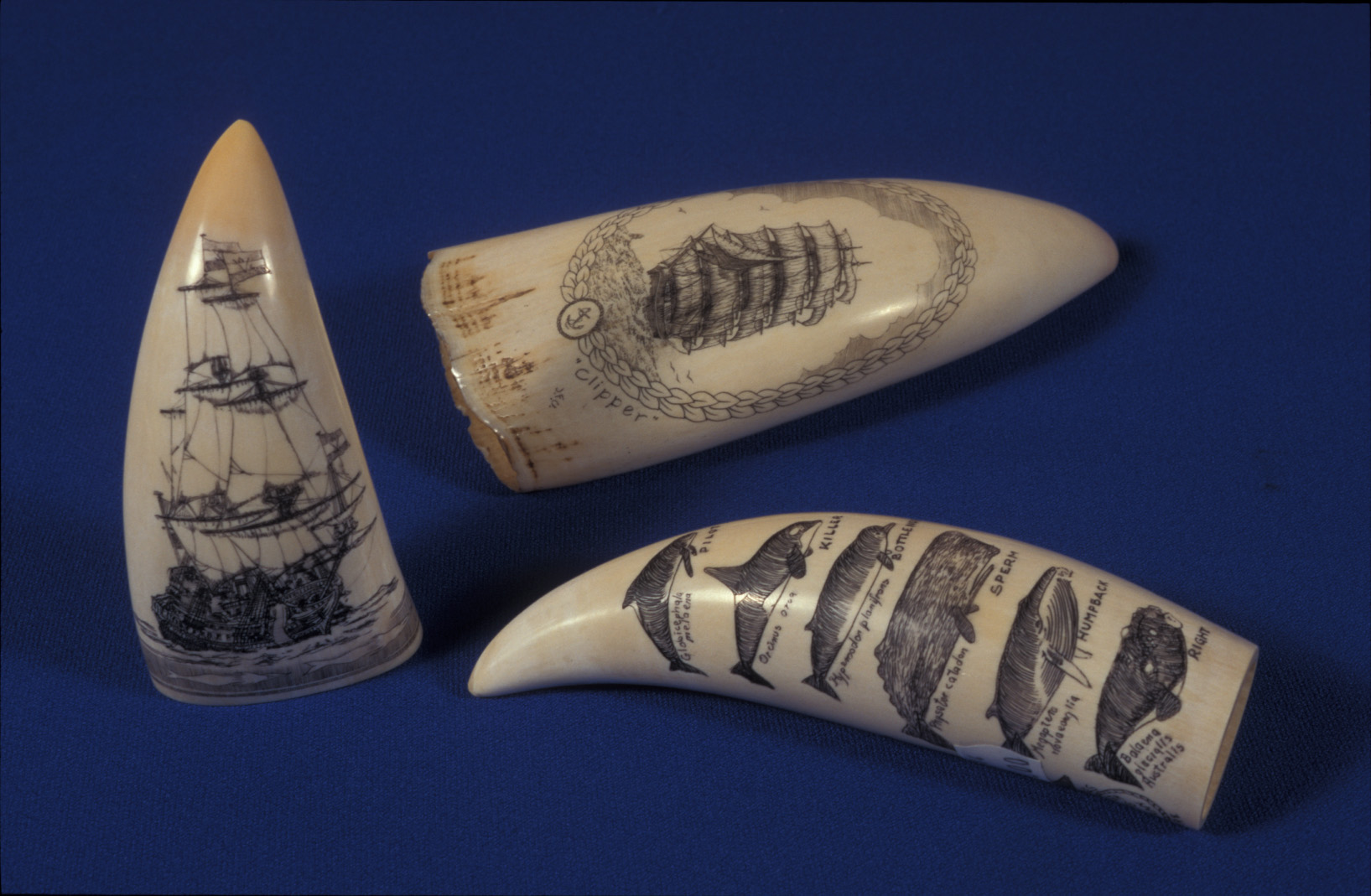 Three large pointed teeth resting on a blue cloth. Two have drawings of a sailing ship and the other has drawings of six different types of whale.