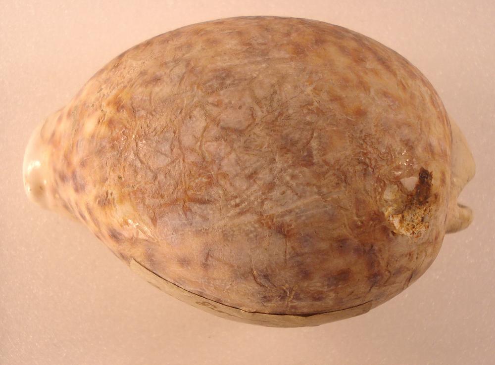 A brown oval shell with scratches across the surface. An old Museum label is stuck to the side.