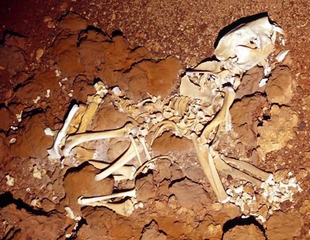 Thylacoleo carnifex Skeleton
