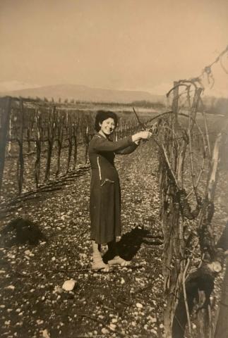 Yellowed photo of rows of vines stretching to the horizon. Vittoria smiles as she trims them.