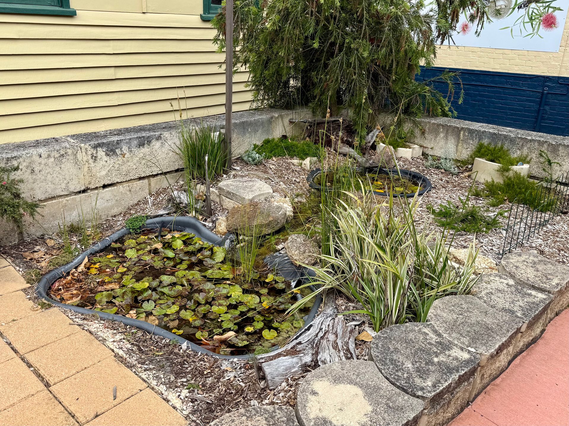 Frog Friendly Pond