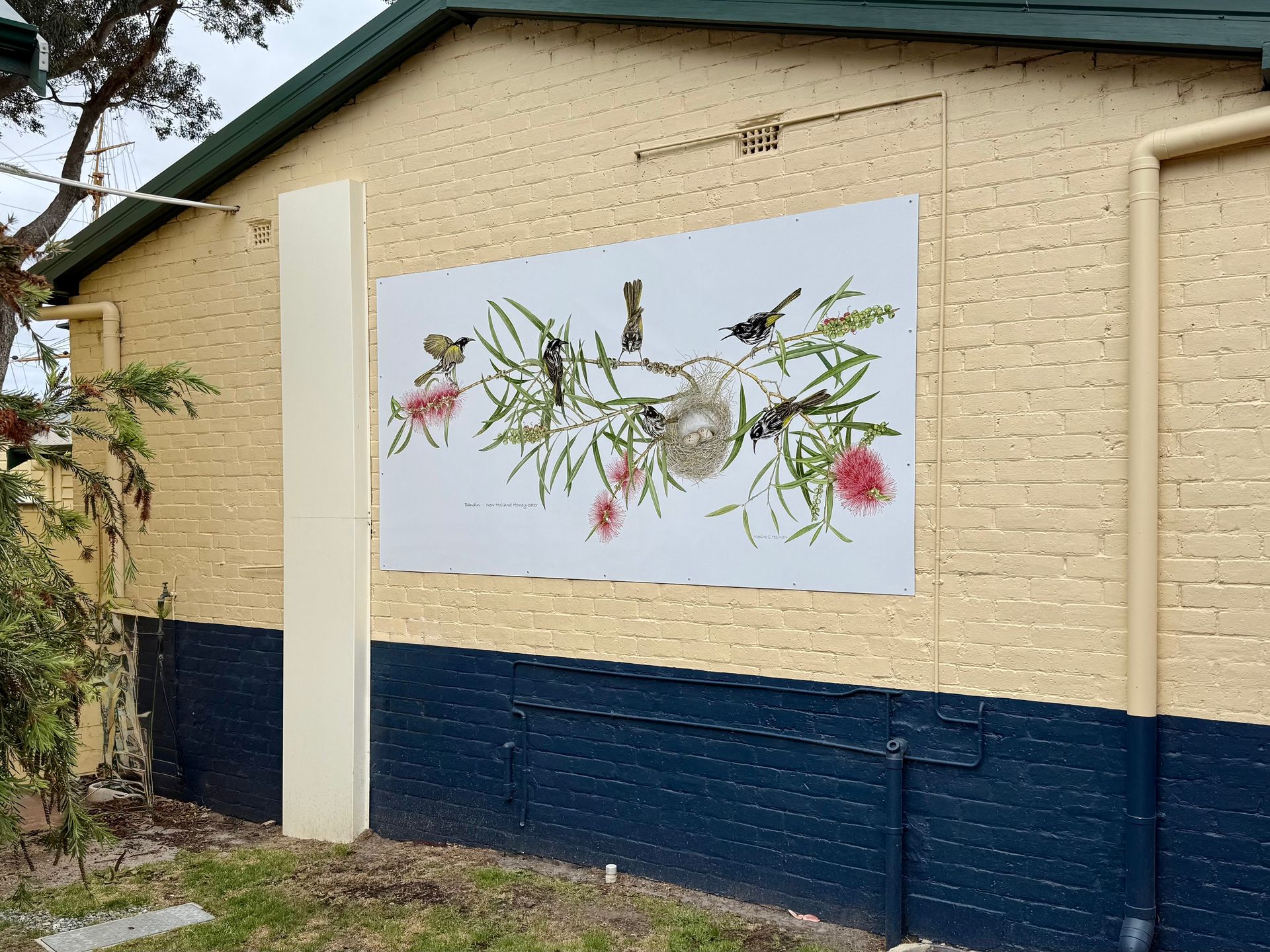 Bandin - New Holland Honey-eater Maxine Holman