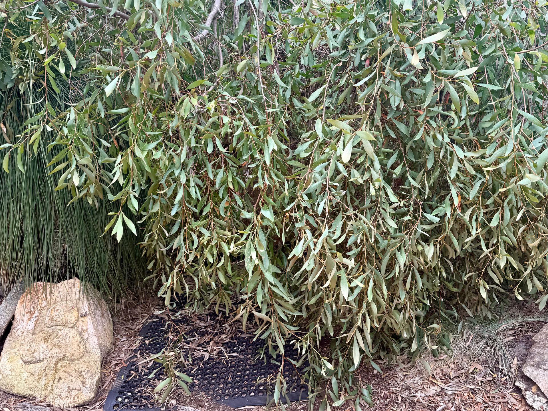 Weeping Peppermint