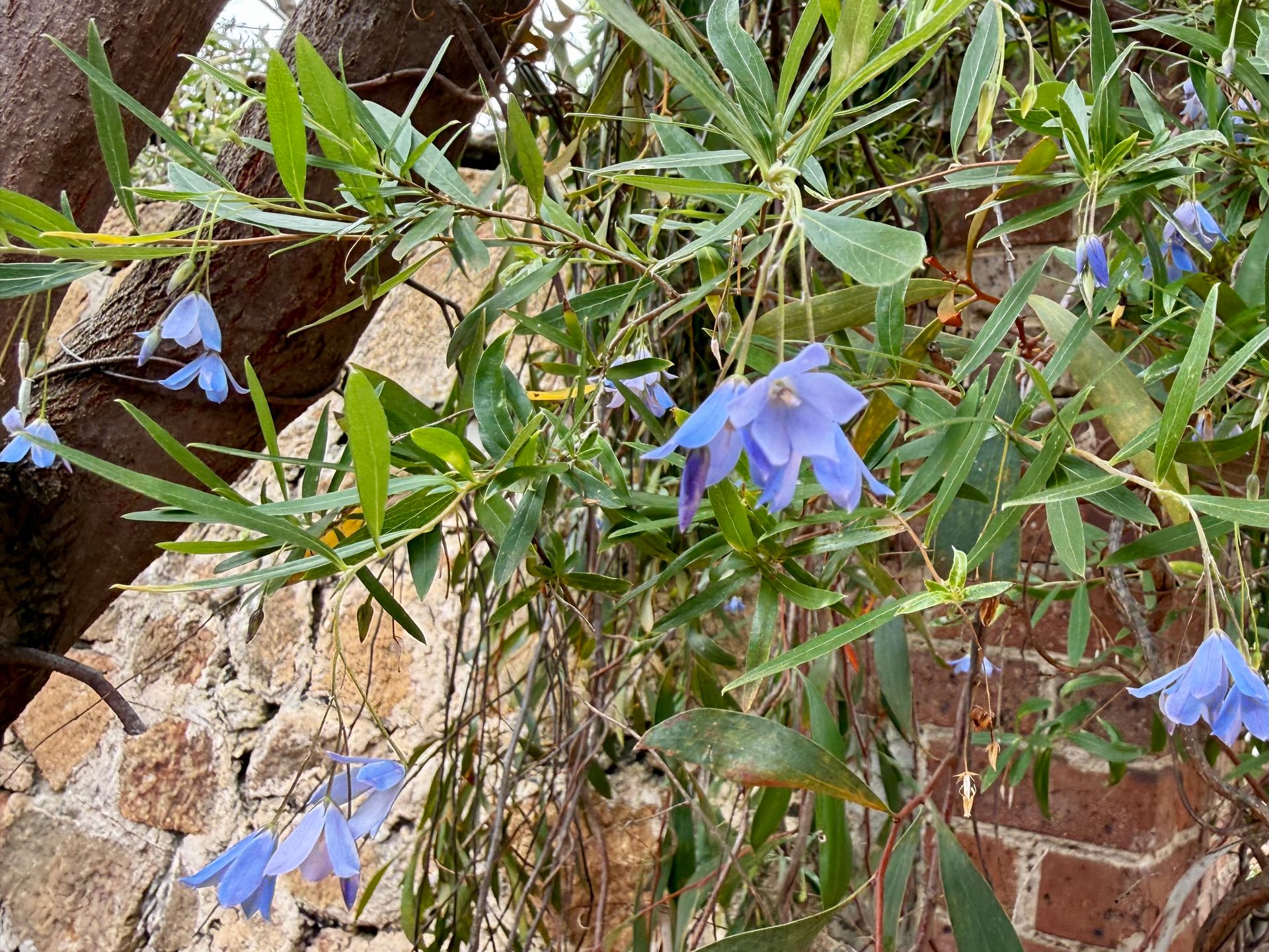 Native Bluebell