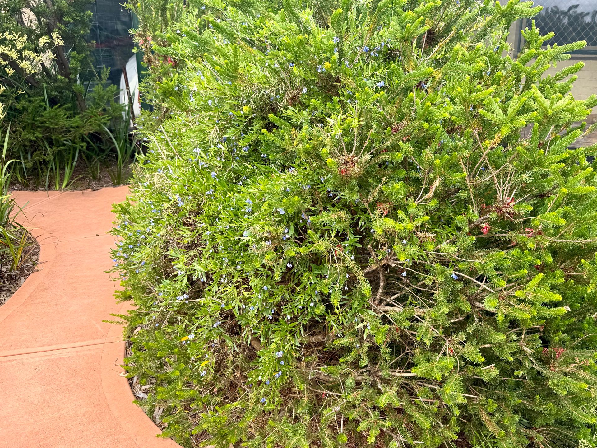 One-sided Bottlebrush