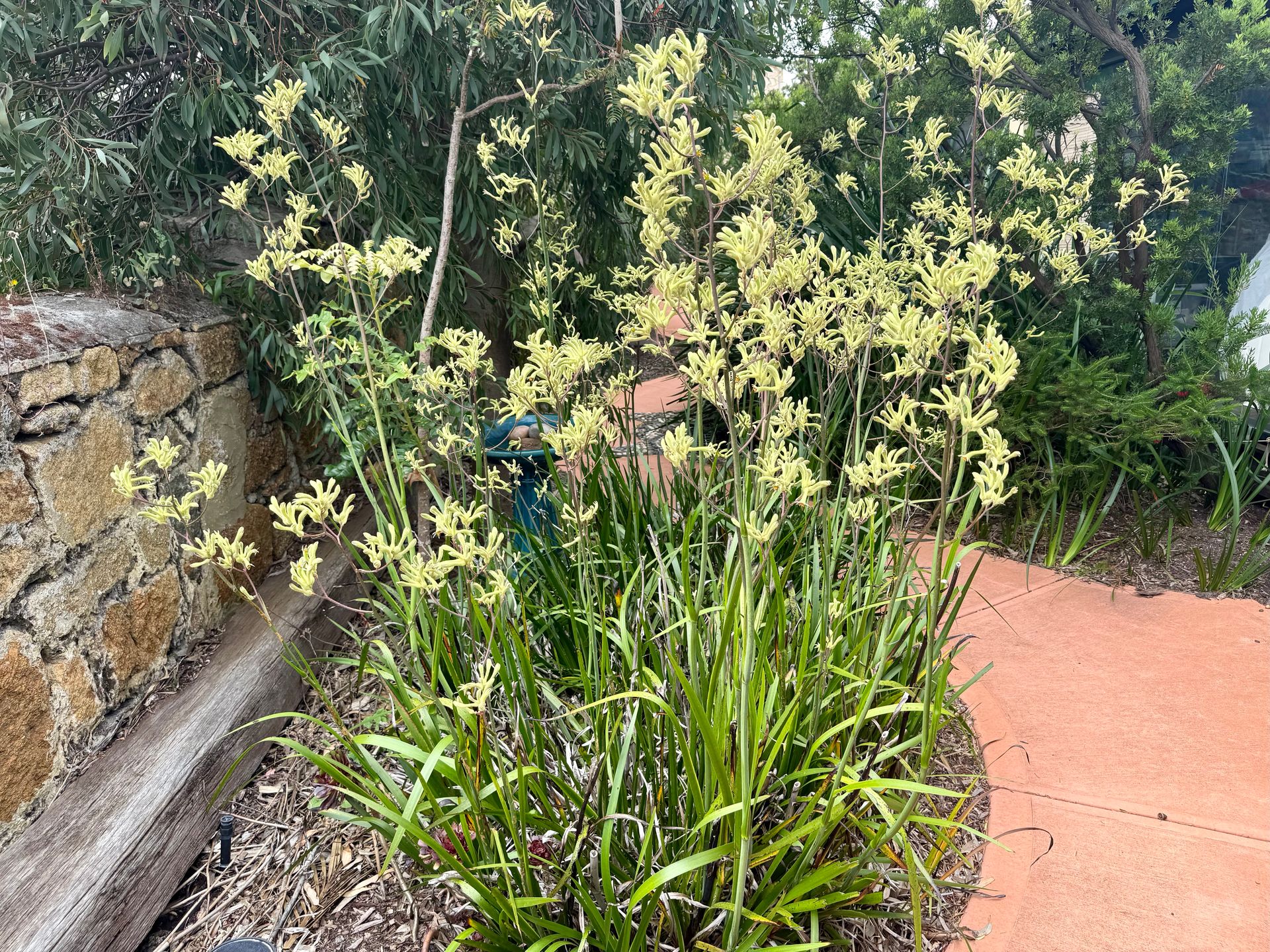 Kangaroo Paw