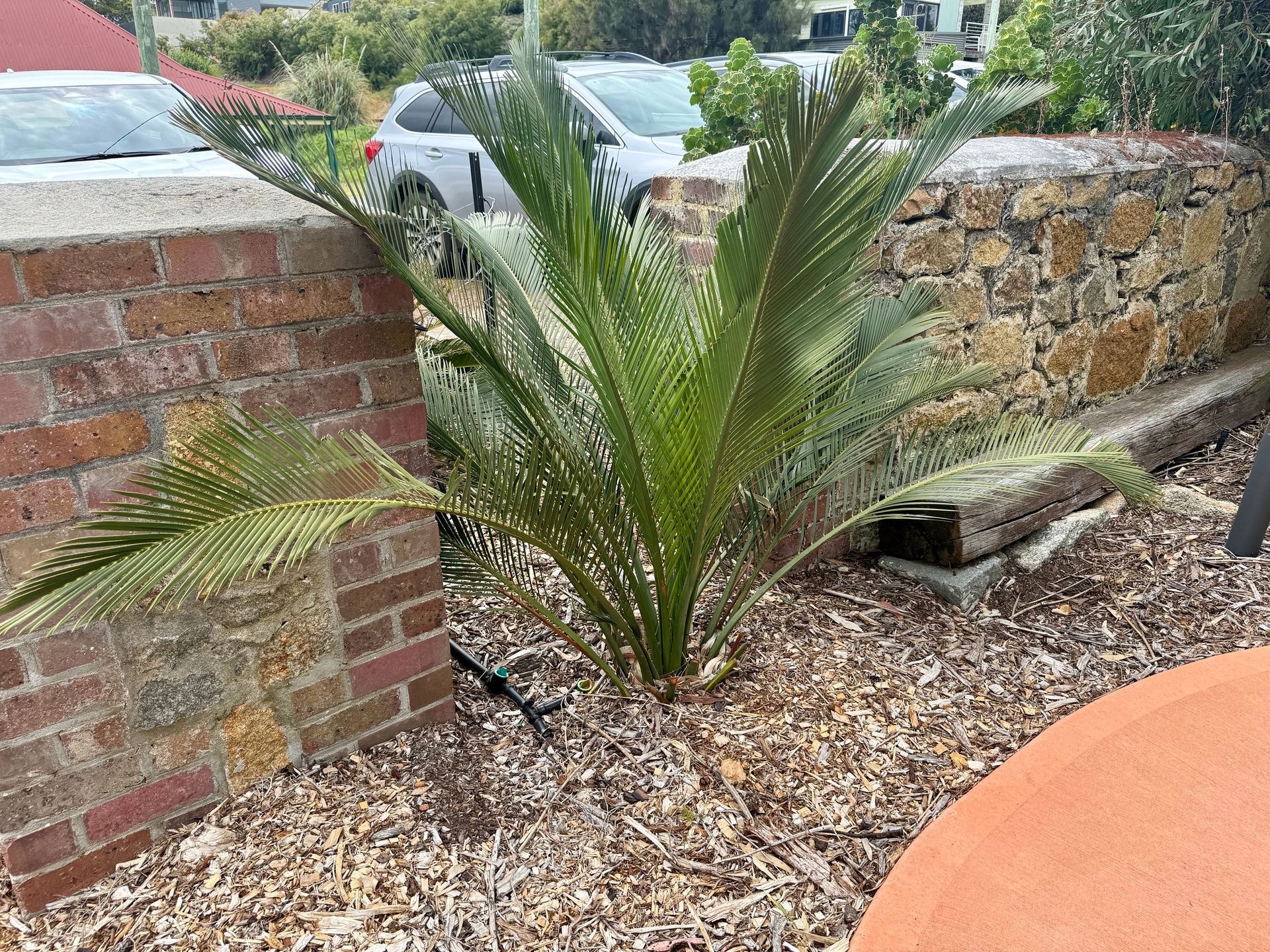 Cycad