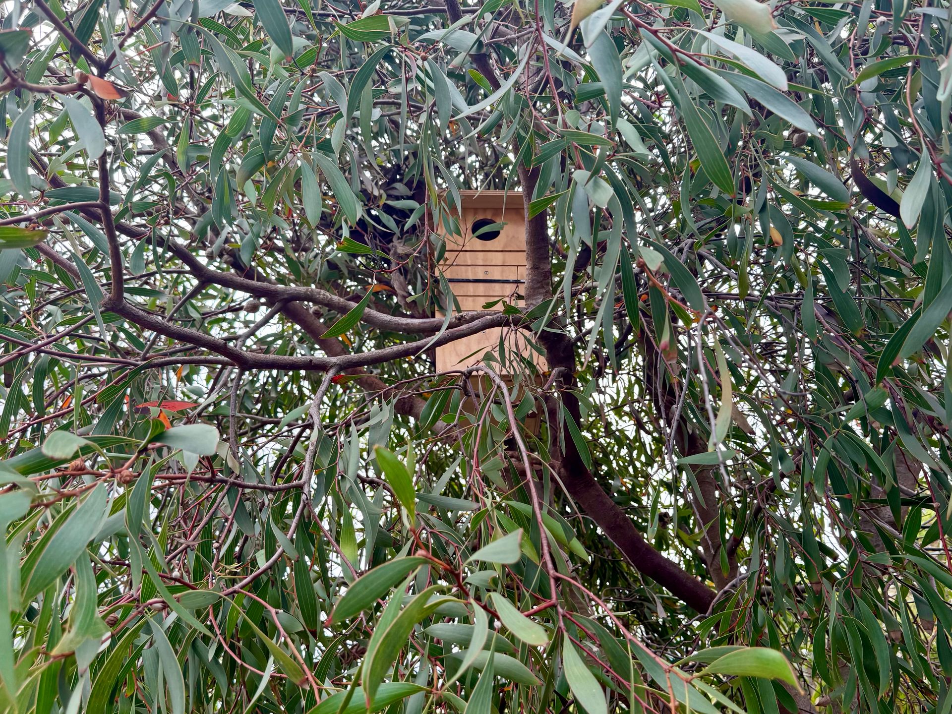Possum Nest Box