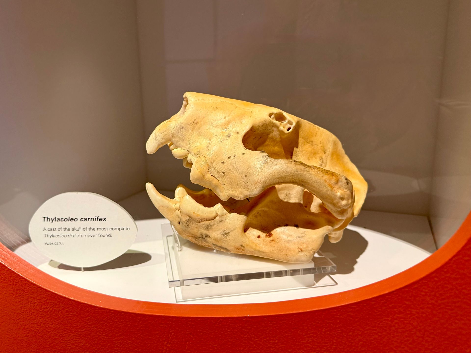 Thylacoleo carnifex