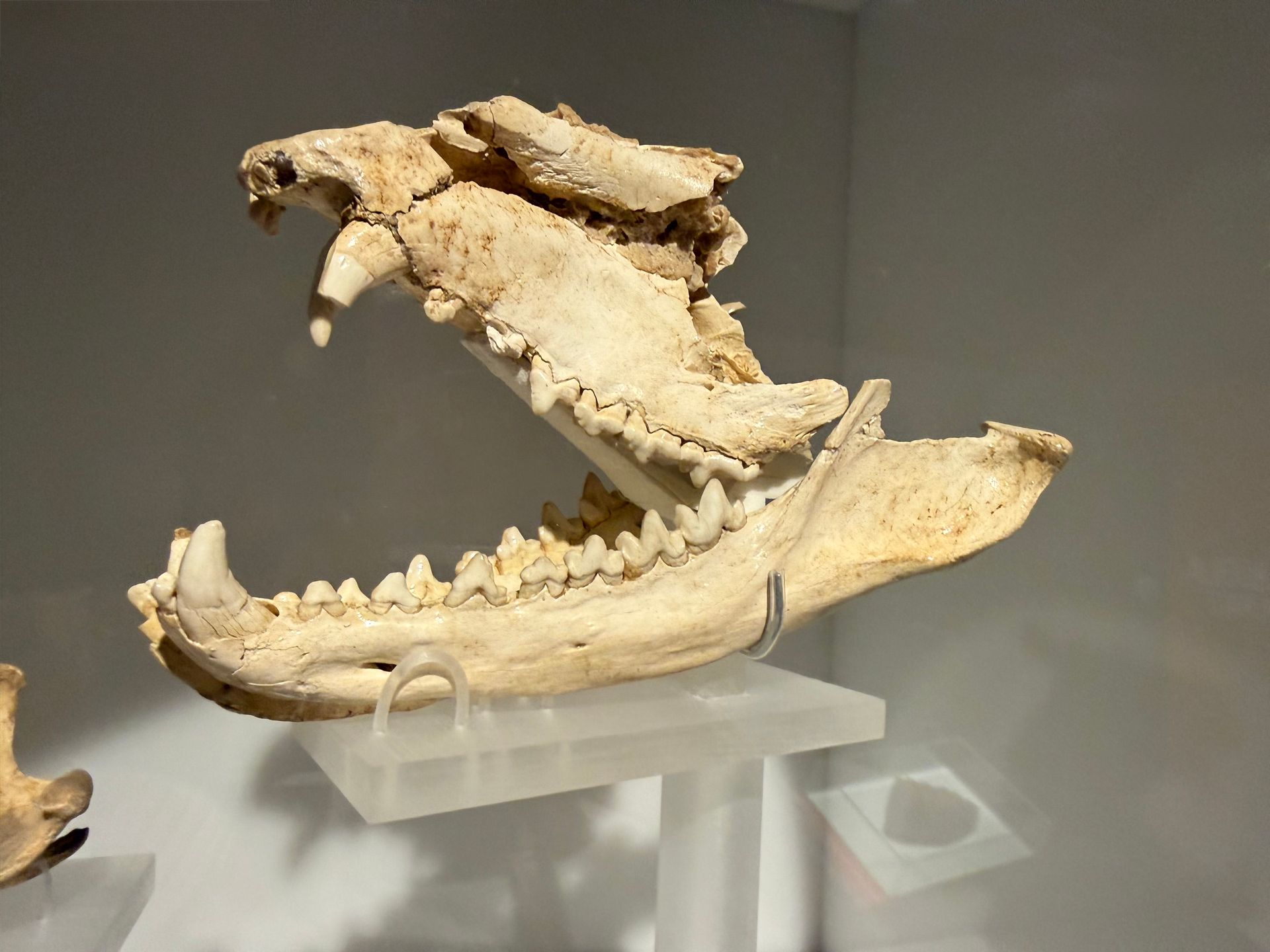 Thylacinus cynocephalus
