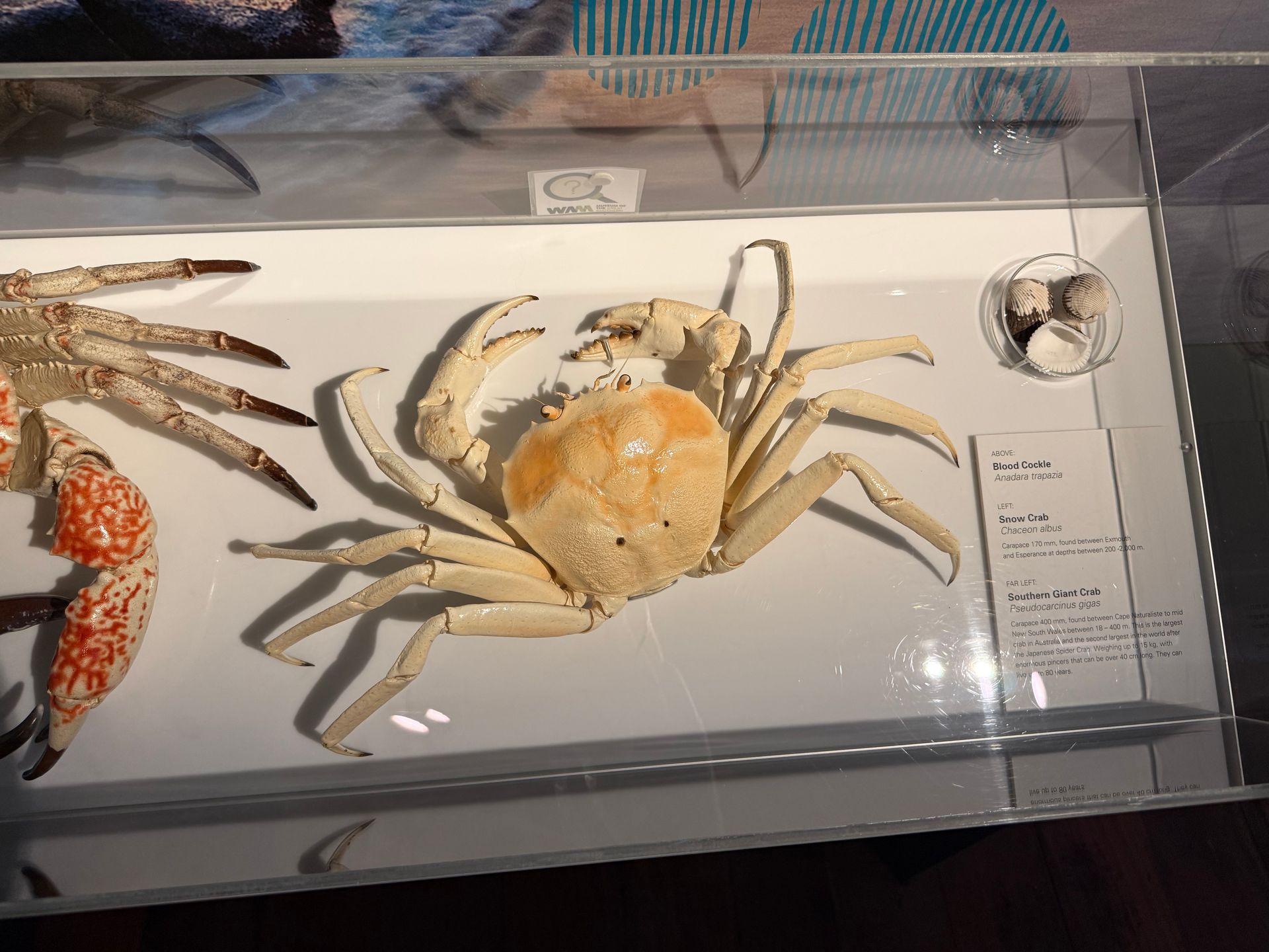Snow Crab