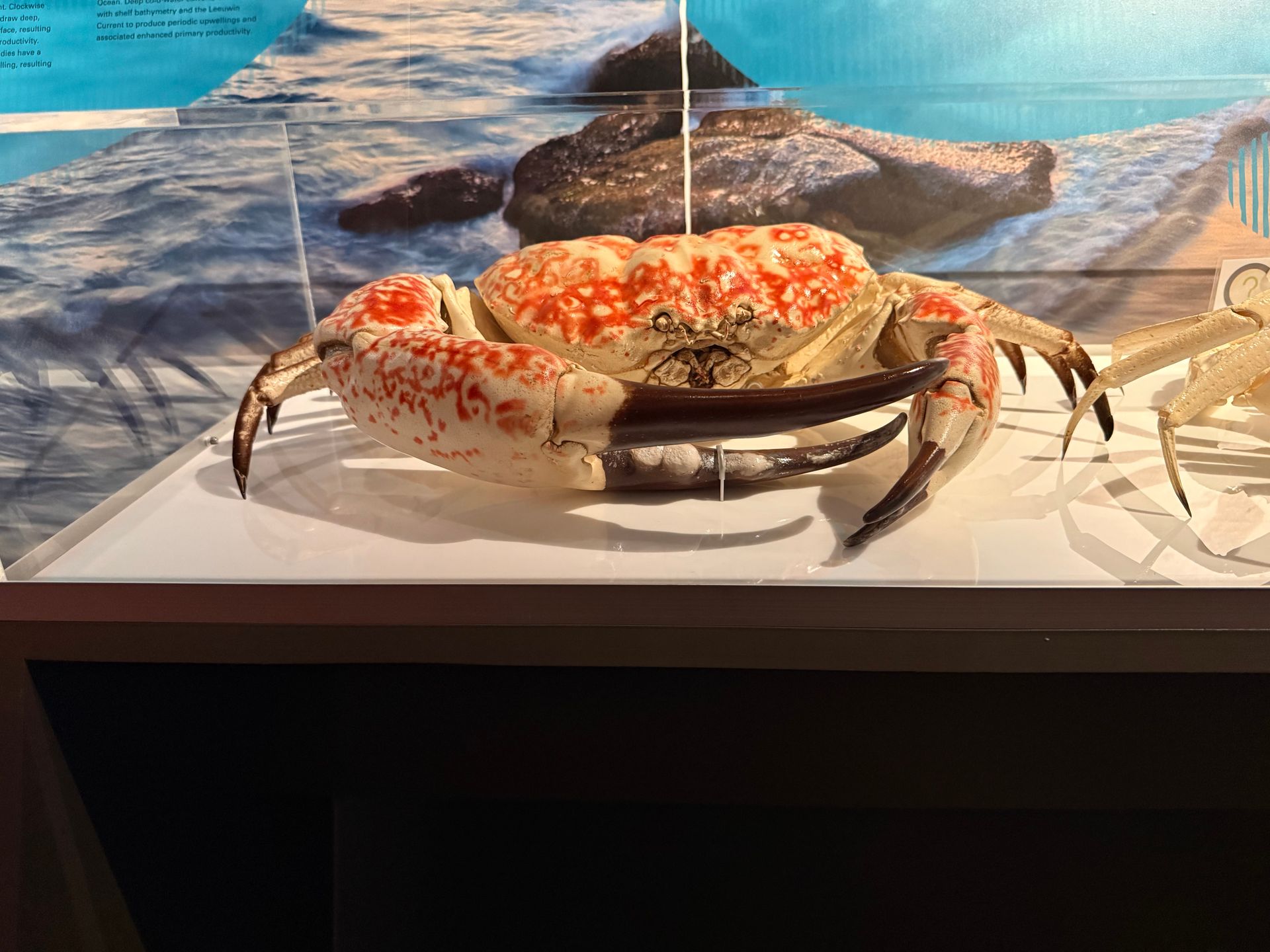 Pseudocarcinus gigas