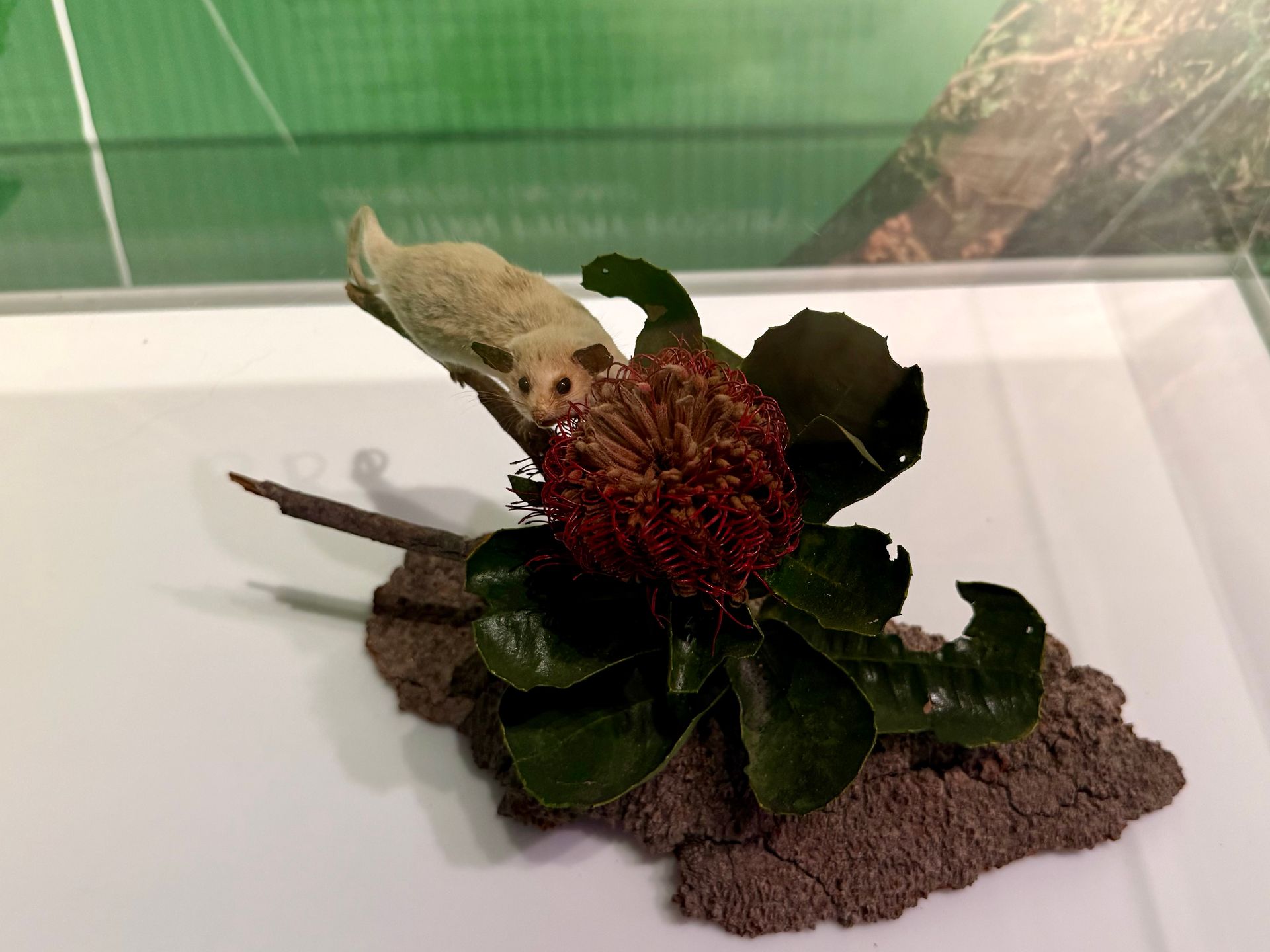 Western Pygmy-Possum Cercartetus concinnus