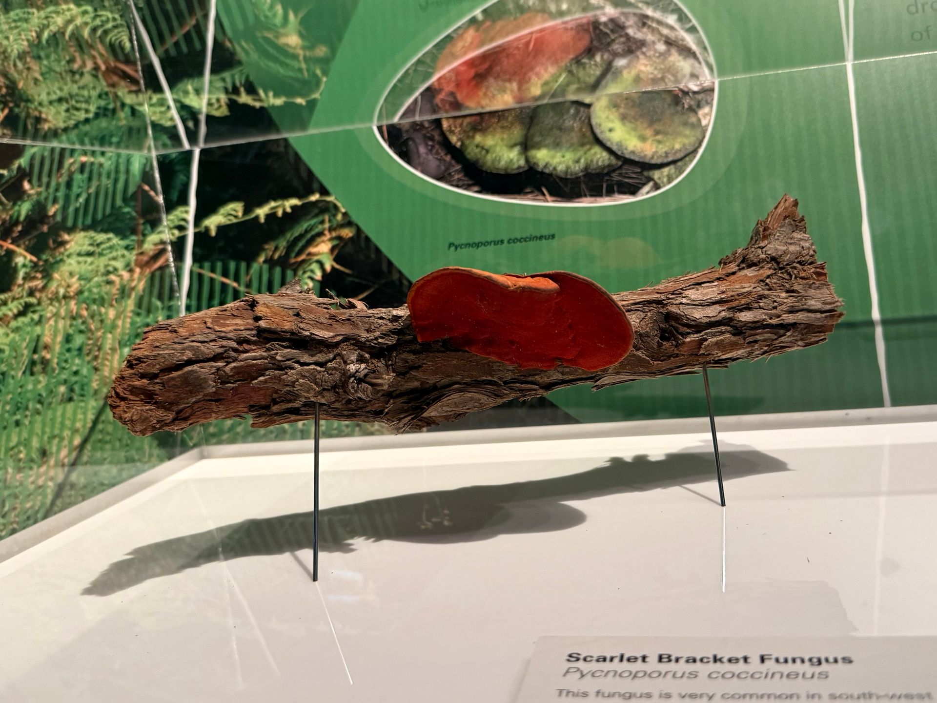 Scarlet Bracket Fungus