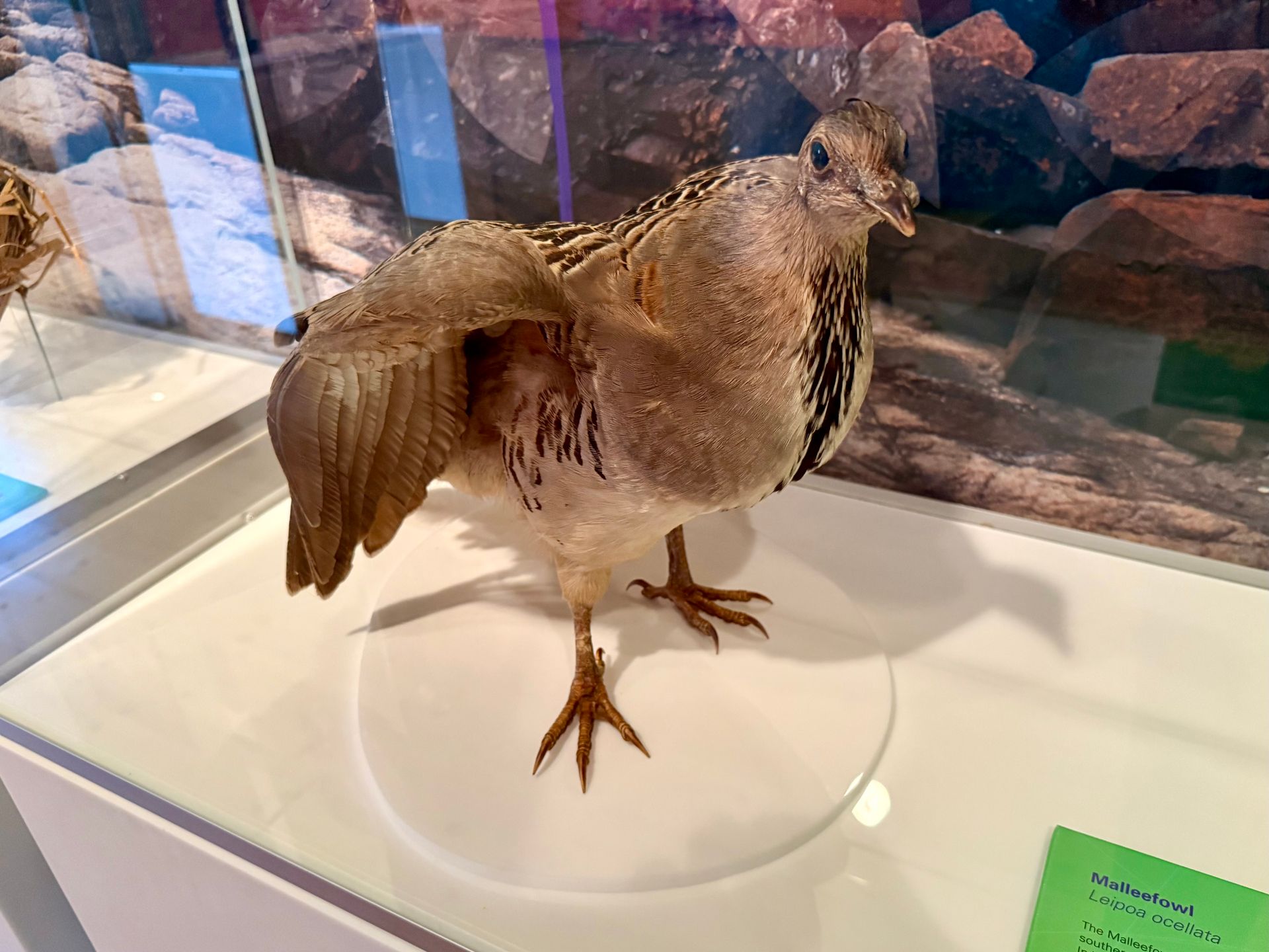 Malleefowl