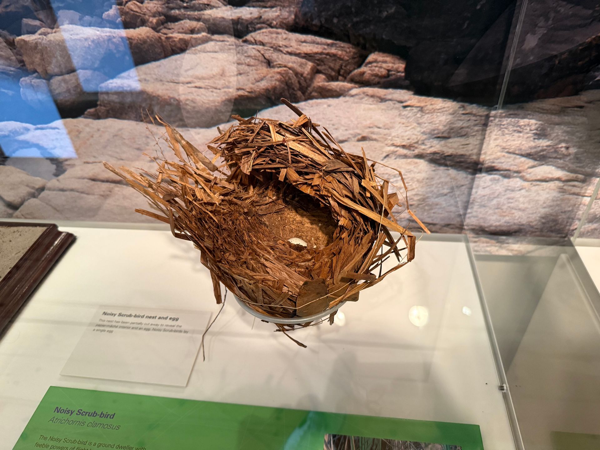 Noisy Scrub-bird nest