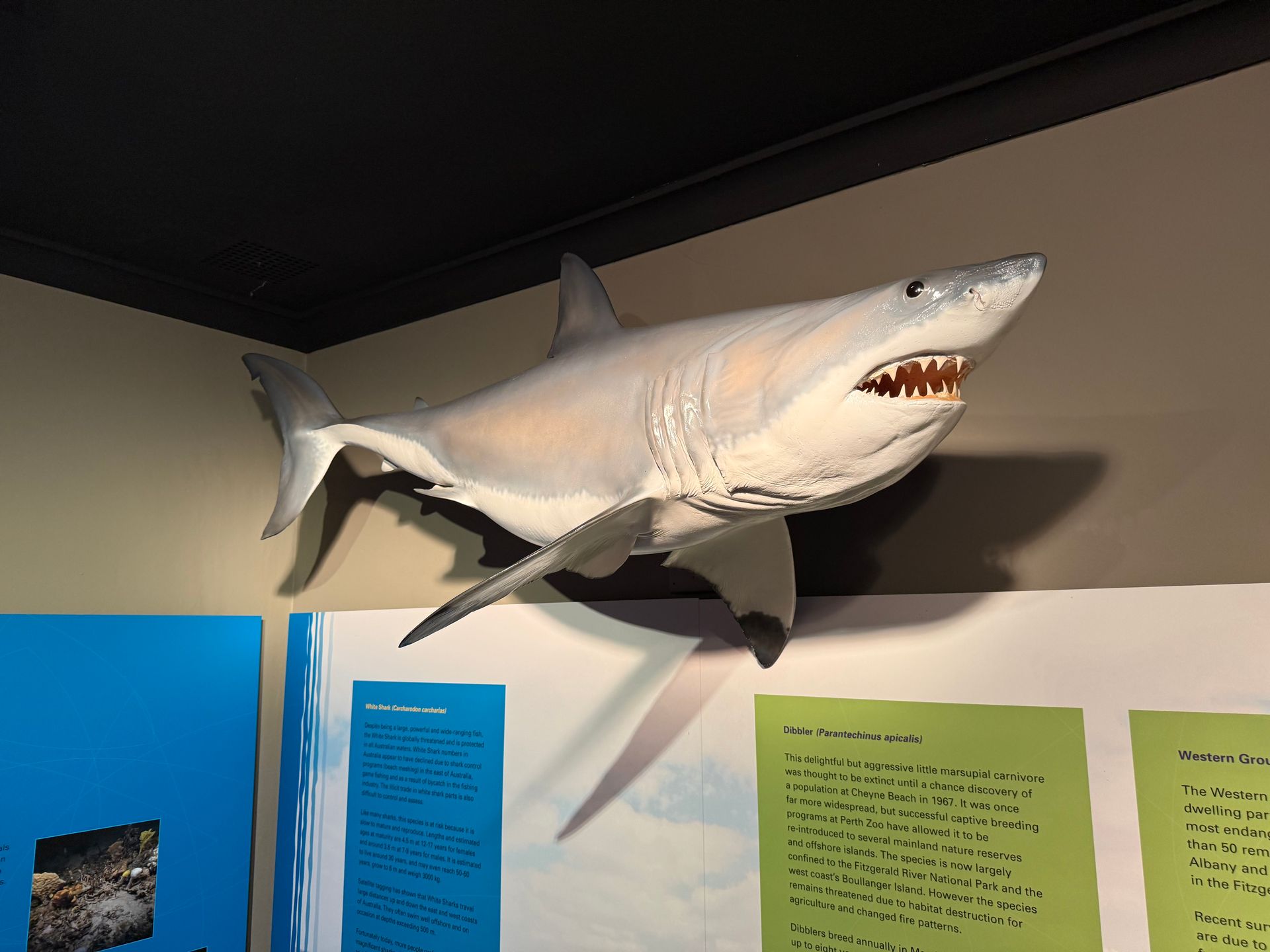 White Shark