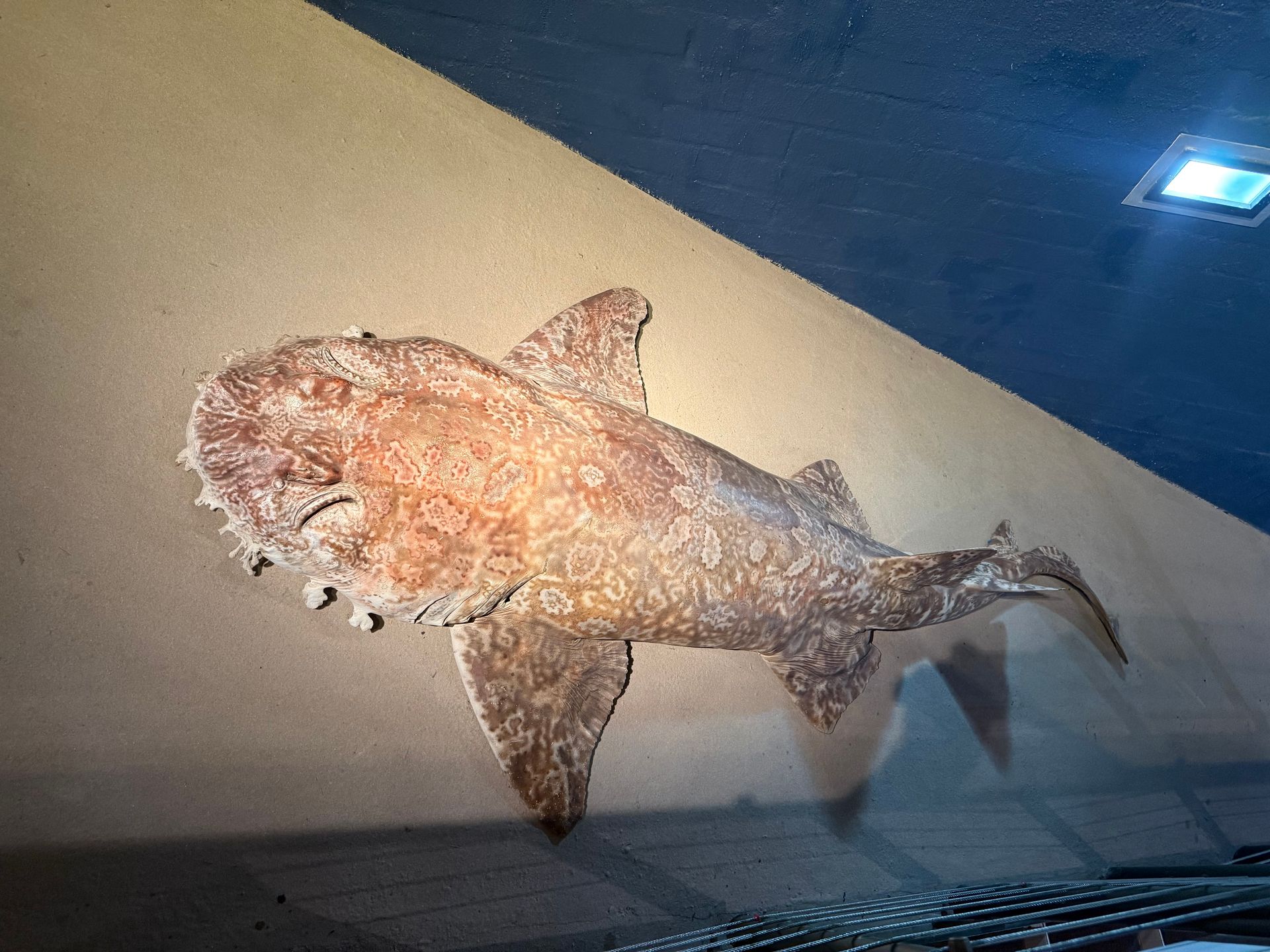 Gulf Wobbegong