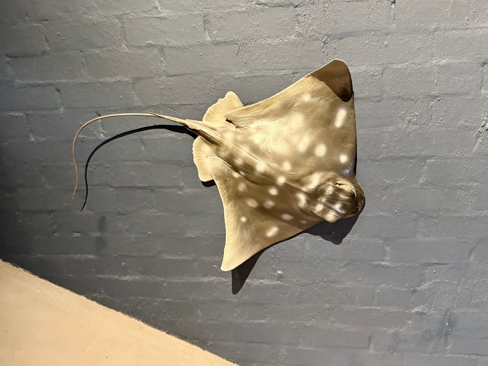 Eagle Ray