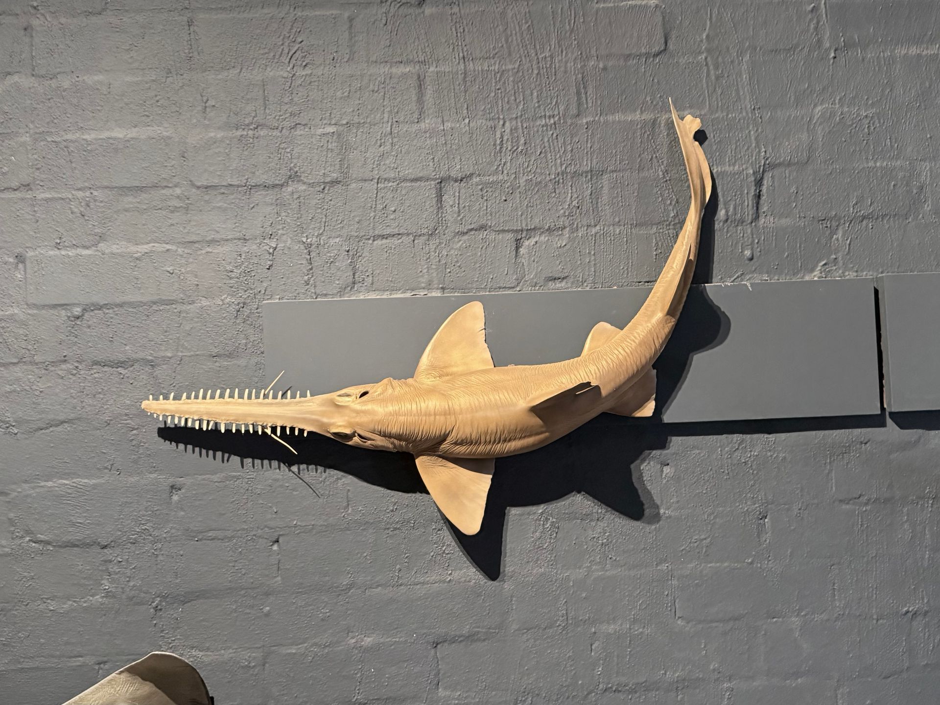 Saw Shark