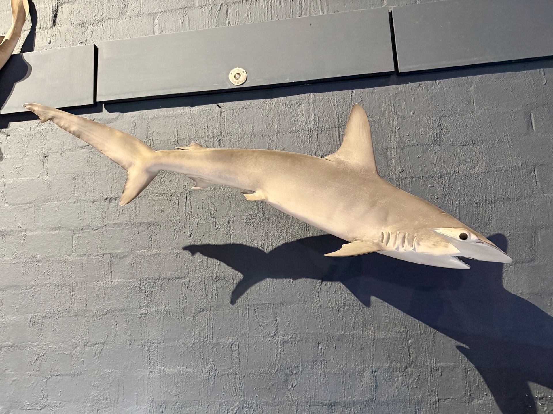 Smooth Hammerhead Shark