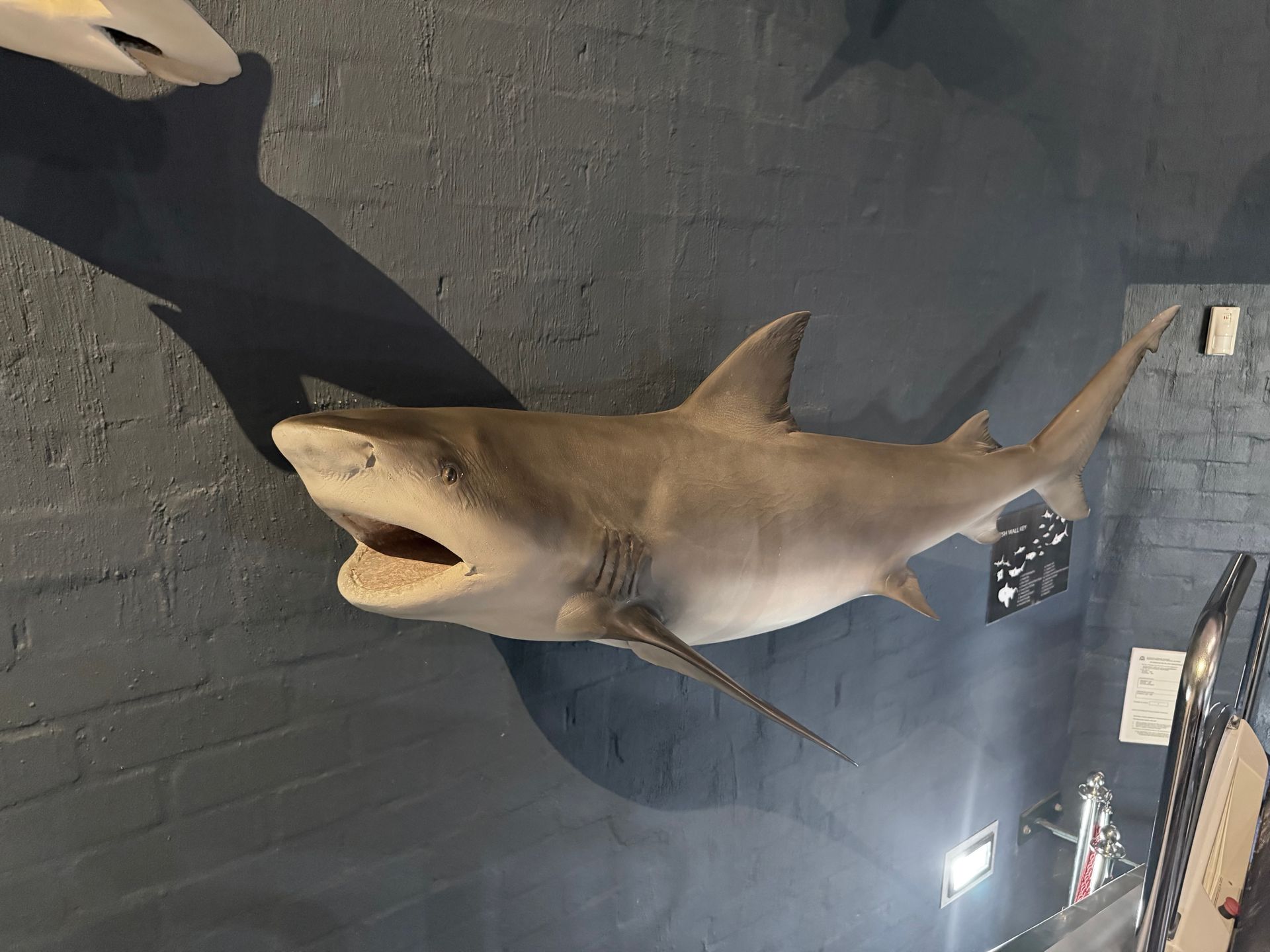 Swan River Whaler